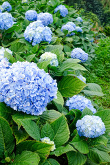 Blooming Blue Hydrangea Flowers in Natural Garden Setting
