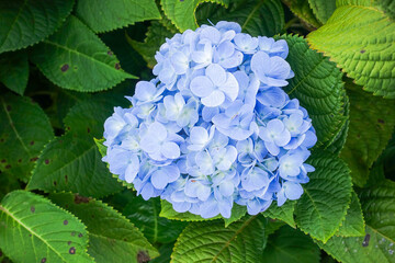 Close-Up Blooming Blue Hydrangea Flowers in Natural Garden Light