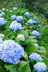 Blooming Blue Hydrangea Flowers in Natural Garden Setting
