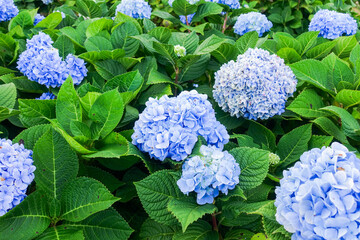 Blooming Blue Hydrangea Flowers in Natural Garden Setting