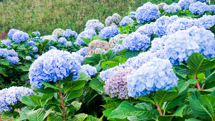 Blooming Blue Hydrangea Flowers in Natural Garden Setting