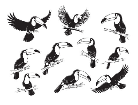 Vibrant vector illustrations of toucans in various poses, showcasing their iconic beaks, great for tropical themes. Birds.