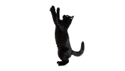 Black cat standing on hind legs (1)
