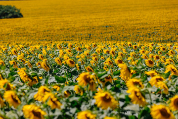 Endless rows of blooming sunflowers stretch across the landscape. Concept agribusiness, crop production, and rural economy