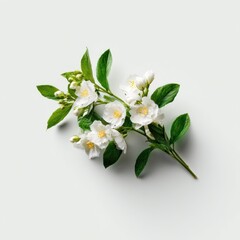 Obraz premium Jasmine flowers leaves leaf.