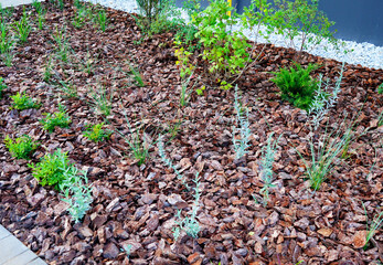 Mulching Landscape Design for yard. Backyard landscaping. Planting of Ornamental thuja, shrub juniper. Mulching with pine bark juniper plants in yard. Landscape Design for small yards in suburb House.