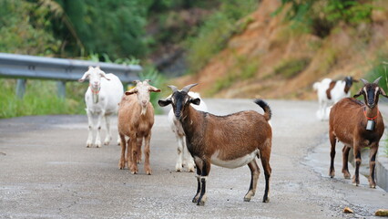 The cute goats staring at me on the road