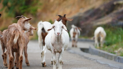 The cute goats staring at me on the road