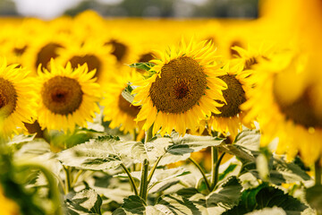 Endless rows of blooming sunflowers stretch across the landscape. Concept agribusiness, crop...
