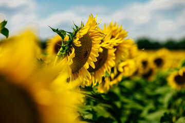 Endless rows of blooming sunflowers stretch across the landscape. Concept agribusiness, crop...