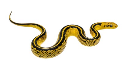 Fototapeta premium Isolated yellow snake reptile serpent wildlife animal nature tropical exotic pet danger beautiful 100 on transparent background