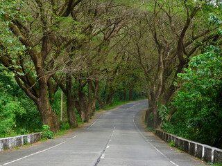 Fototapeta premium Asphalt road in the forest. View of the asphalt road with markings leading through the forest. Road and branchy trees.
