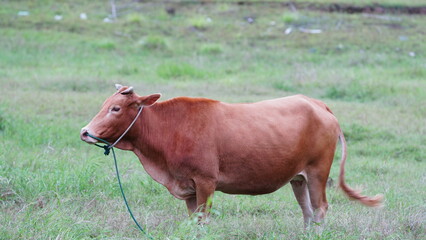 One red cow feeding itself in the green grass land