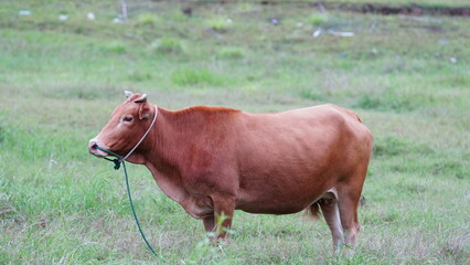 One red cow feeding itself in the green grass land