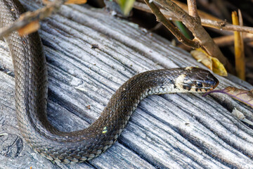 Grass snake