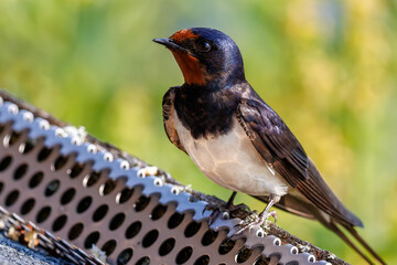 Obraz premium Barn Swallow