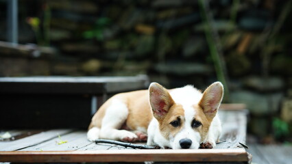 The cute dog view with the adorable state in the yard
