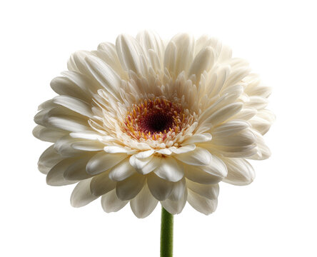 Close-up of a single, pristine, white gerbera daisy, showcasing its delicate petals and central disc - Powered by Adobe