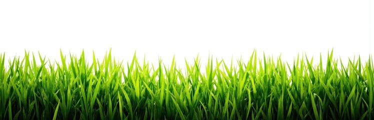 Vibrant green grass forms fresh spring border against clean white background. Rich, healthy plants invites outdoor relaxation, enjoyment, perfect for themes of nature, gardening, peaceful summer