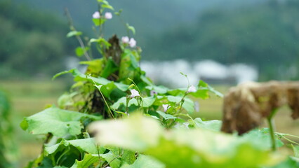 The fresh flowers blooming in the garden in summer