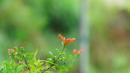 The fresh flowers blooming in the garden in summer