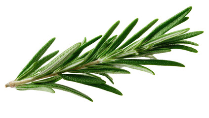 Fototapeta premium Close-up of fresh rosemary sprig (1)