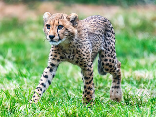 Cheetah Cub Walks on Grass