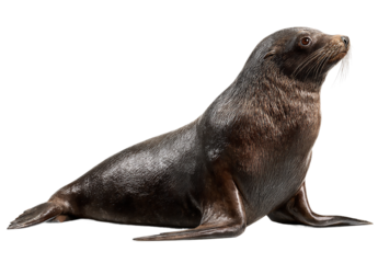 A dark brown fur seal sits and looks up, isolated on transparent background