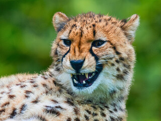 Cheetah Cub Shows Teeth