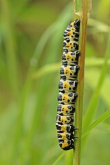 Große Raupe des Lattich-Mönchs (Cucullia lactucae) an Grashalm