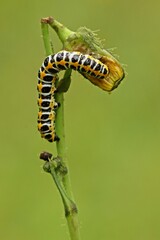 Raupe des Lattich-Mönchs (Cucullia lactucae) frisst an Blüte der Acker-Gänsedistel (Sonchus arvensis)