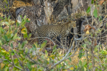 leopard looking for prey in African savanna botswana  (Panthera pardus)
