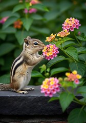 Indian Squirrel Sniffing Colorful Lantana Flowers in a Garden