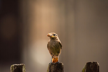 Black redstart female with a cockchafer in her beak sitting on a wooden fence