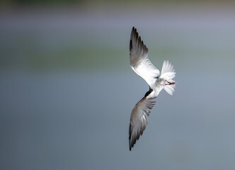 A graceful Wiskered Tern bird in flight, showcasing natural beauty.