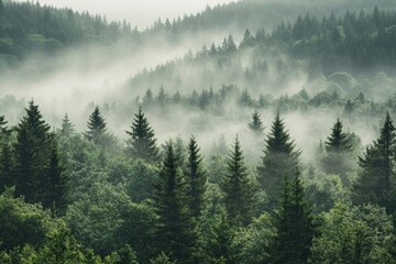 Fototapeta premium Real forest land mist fir.
