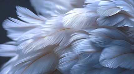 Fototapeta premium Delicate white feathers create a soft, fluffy texture against a dark background, emphasizing elegance and tranquility in nature.