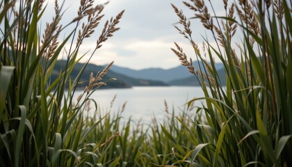 Fototapeta premium Serene View of Grassy Reeds Framing a Calm Lake with Mountains in the Background