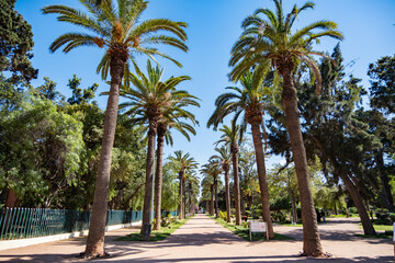 a walkable park area with lush tall palm trees in casablanca, morocco