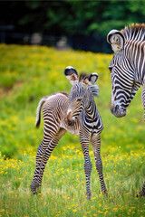 Zebra Foal Stands Beside Mother