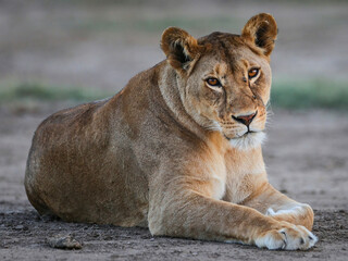Lioness Rests on Ground