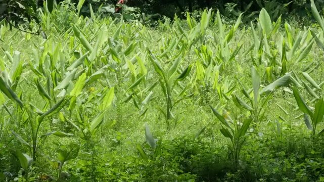 The green leaves of turmeric plants are swaying against the mild breeze