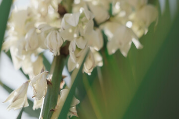 yucca outdoor plant blooming with bright white flowers, spiky green leaves, beauty of nature background