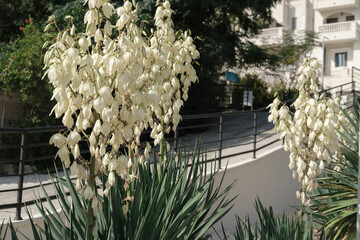 yucca outdoor plant blooming with bright white flowers, spiky green leaves, beauty of nature background