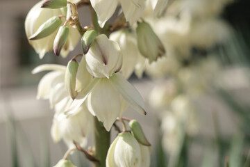 yucca outdoor plant blooming with bright white flowers, spiky green leaves, beauty of nature...