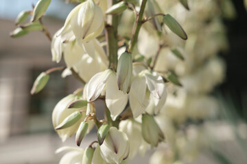 yucca outdoor plant blooming with bright white flowers, spiky green leaves, beauty of nature background