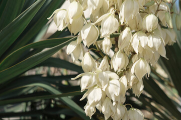 yucca outdoor plant blooming with bright white flowers, spiky green leaves, beauty of nature background