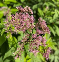 close up of a pink flower