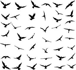 Bird Silhouette  Bundle | Flying Bird Clipart