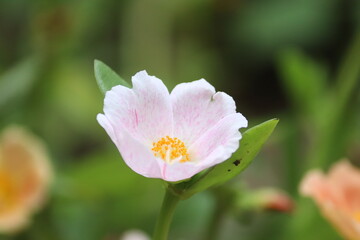 Delicate Light Pink Portulaca Flower Blooming in Garden - Beautiful Macro Nature Video Loop